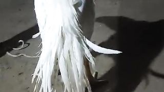 The white standing near the tree