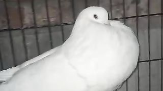 The two pigeons are white