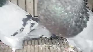 The blackish pigeon