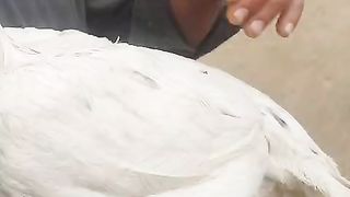 This bird is beautiful