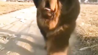 TIBETAN MASTIF. HOW DO YOU LIKE IT?