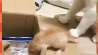 Mom cat's patience is running out.