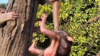 playing little little monkey