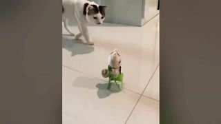 FUNNY CATS | try not to laugh!! cat video 2023 | laugh challenge