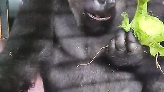 eat healthy vegetables