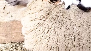 very comfortable sleeping on the sheep