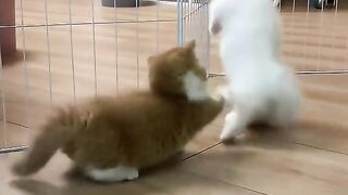 cute kitten playing with friends
