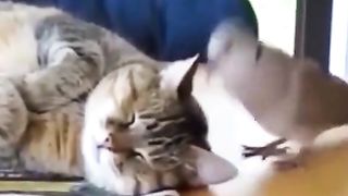 Birds disturb sleeping cats haha