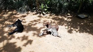 Pet funny happy video
