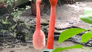 Feathered Friends and Funny Feats