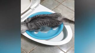 Funny Animal Video 2024