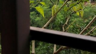 প্রজাপতির রস আহোরণ