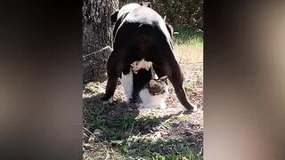 New Funny Animals 2024 Funniest Cats and Dogs Videos Best Animal Videos Of The Month