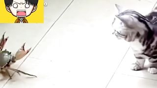 Tingkah lucu kucing bikin ketawa kumpula vidio lucu di internet