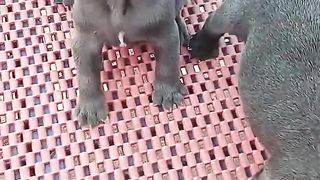 Lovely Puppies ????????_ ADORABLE Videos #fyp #viral #shorts #short #shortsfeed #puppylover #bulking #pets.