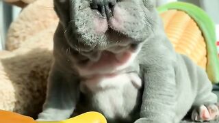 Cute puppy shake head ❤️ #puppy #shortsfeed #dog #puppylovers #cutedog #viral #fypシ #shorts #foryou.