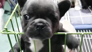 Baby dog????Cute Puppy ???? #puppy #shortvideo #cutedog #puppylovers #dog #fyp #trending #viralvideos #bgt.