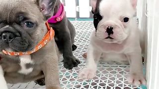cane corso puppies ???? ????????#fyp #viral #shorts #short #shortsfeed #puppylover #kubung pet armadillo #dog.