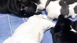 Immunity puppies????????herd! TikTok Video#fyp#viral#shorts#dog#foryou#puppy#puppylovers#tiktok#trending.