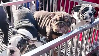 Lovely Dogs ???????????? Best Video #fyp #viral #shorts #short #shortsfeed #puppylover #bulking #shortsfeed.