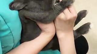 trembling rabbit