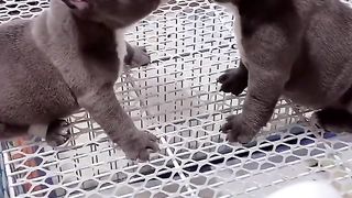 cane corso puppies ???? ????????#fyp #viral #shorts #short #shortsfeed #puppylover #kubung pet armadillo #dog (1).