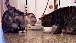 Cat share food together how cute????