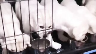 Lovely Puppies????????Amazing Puppy Videos#fyp #viral #shorts #short #shortsfeed #puppylover #bulking #dog.