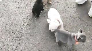 Lovely Puppies ????????Viral Puppy Videos #fyp #viral #shorts #dog #pets #bulking #shortsfeed #puppylovers.