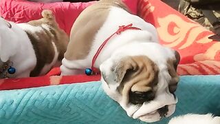 Satisfying Frenchie Puppies ????????#fyp #viral #shorts #dog #pets #foryou #frenchbulldog #puppy #trending.