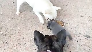 Angry puppies Challenge Skills???????? #fyp #viral #shorts #dog #pets #frenchbulldog #puppy #corso #tiktok.