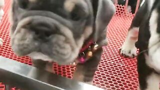 Satisfying french bulldog ???????? Tiktok Videos #fyp #viral #shorts #dog #pets #frenchbulldog #puppy BGT.