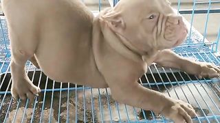 Lovely Puppy ???? ???? ???? Viral Puppy Videos #fyp #viral #shorts #dog #pets #shortsfeed #bulking #puppy.