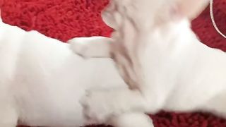 Lovely Puppies ????????_Angry Videos #fyp #viral #shorts #short #shortsfeed #puppylover #bulking #trending.