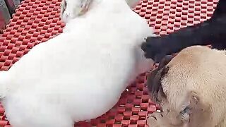 Adorable Puppies????????_????_Funny Videos #fyp #viral #shorts #short #shortsfeed #puppylover #bulking #corso.