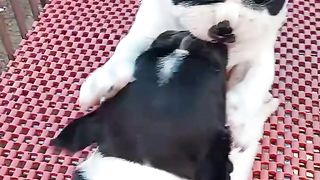 Adorable Puppies????????_Angry Videos #fyp #viral #shorts #short #shortsfeed #puppylovers #bulking #corso.