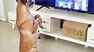 Very smart dog❤️