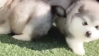 Cute Alaskan malamute puppies.
