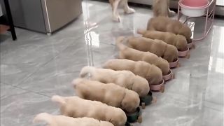 Cute puppies eating together????.