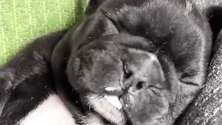 cute Puppy sleeping Bigodinho de leite ????????