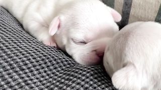Que amor ????