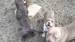 JUNIORS AMERICAN BULLY POCKET _PRODUCT BIGDOGS ROMANIA KENNEL.