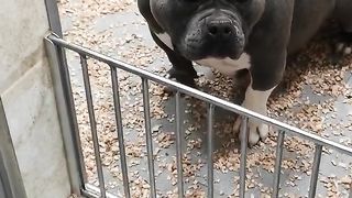 Very beautiful mother american bully pocket and his children. bigdogs R. KENNEL. abkc.