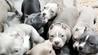 puppies american bully pocket available for sale. bloodline bigdogs România KENNEL.