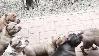 This is bigdogs România KENNEL. juniors american bully pocket