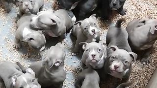 puppies american bully pocket and extreme for sale. very good price. bigdogs România KENNEL