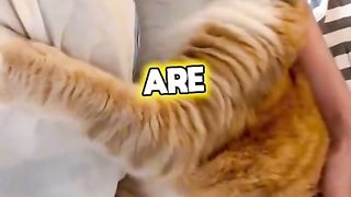 Cats are ??