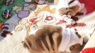 Frenchie puppies????_Tiktok Video #fyp #viral #shorts #dog #pets #puppy #trending #foryou #cutedog BGT.