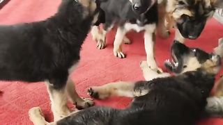 Adorable ???? Dogs ???? Videos #fyp #viral #shorts #dog #pets #bgt #shortsfeed #bulking.