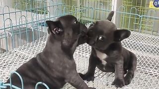Amazing Sweet Puppies ???????? ????Videos #fyp #viral #shorts #short #shortsfeed #puppylover #bulking #dog.